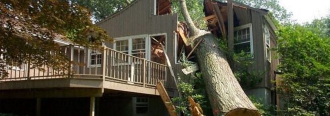 diy-tree-removal-1200×423