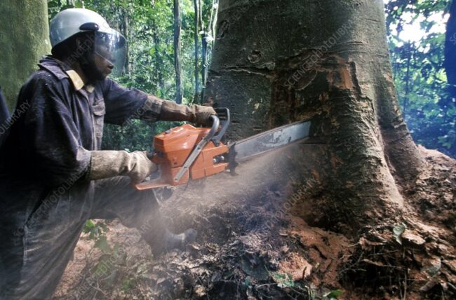 Congo deforestation
