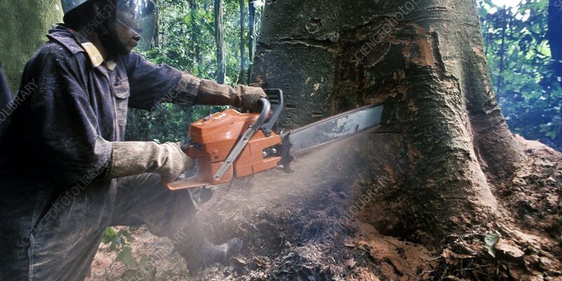 Congo deforestation
